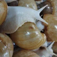 حلزون آلبینو