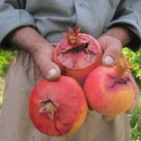 حل مشکل کرم گلوگاه و پوکی انار به روش ارگانیک