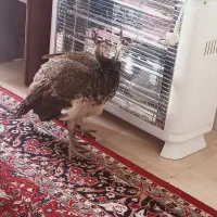 جوجه طاووس هندی|پرنده|تهران, جنتآباد شمالی|دیوار