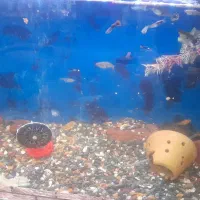 فروش بچه ماهی گوپی و مولی|ماهی|اهواز, بیست متری شهرداری|دیوار