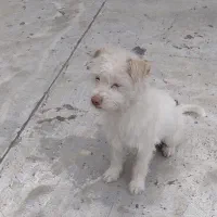 واگذاری سگ ماده شیتزو