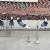 کفتر پرشی ابلغ سبز شازده سبز