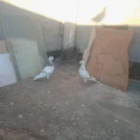 سار ابگون نرو ماده