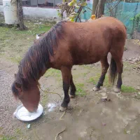 اسب جوان3ساله اروم باری سواری گعله دار فروشی