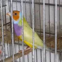 جوجه گلدین گوشتی تعداد