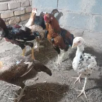 سلام ۵عدد مرغ لاری ویک عددخروس لاری