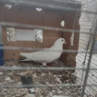 کفتر جمله ای|پرنده|میناب, |دیوار
