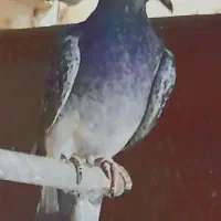 کبوتر پلاکی|پرنده|قم, نیروگاه|دیوار