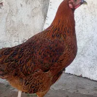 مرغ واروک|حیوانات مزرعه|مسجد سلیمان, |دیوار