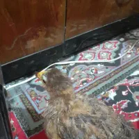 جوجه مرغ عربی