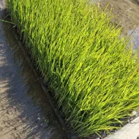 تیم نشا دستگاهی طارم هاشمی