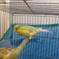 قناری نر سیلور آهویی مس مس