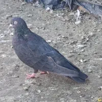 سلام خدمت عزیزان