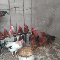 خروس محلی برای قربونی کردن