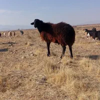 قوچ افشار قره قزل ، بره نر ، پرواری، مال داشتی