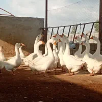 قو غاز|حیوانات مزرعه|گرگان, |دیوار