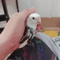 عروس هلندی نَر ( وایت فیس ) رام و چلوندنی