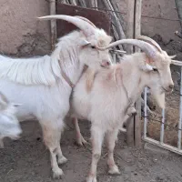 بز نر سانن تکه چپیش