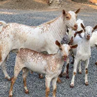 خون وارداتی اصل