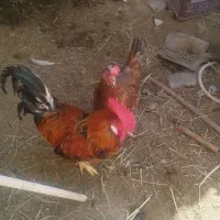 فروش خروس گلپایگانی
