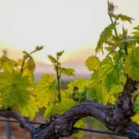 خدمات باغبانی و درخت کاری