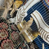 تعدادی قناری نر جوان|پرنده|کرمان, |دیوار