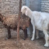 دوتا بره نردونه ۱۵تومان دومیش جوان دونه ۱۹تومان