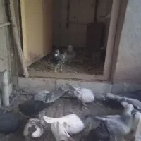 کفتر نر