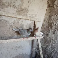 کبوتر تهرانی|پرنده|شبستر, |دیوار