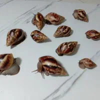 فروش حلزون آچاتینا