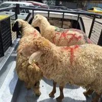 گوسفند زنده بهداشتی کرج دشت مغان اعلا