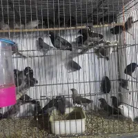 فروش زبرا.بنگالی.نرگسی.برزیلی.عروس هلندی|پرنده|بجنورد, |دیوار