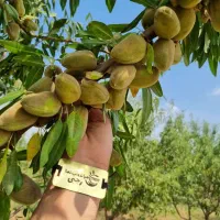 بهترین رقم نهال بادام پایه کوتاه جی ان نهال رجبی