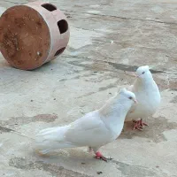 سفید اراکی اصل|پرنده|پاکدشت, پاکدشت (مامازند)|دیوار