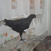 جوجه ایام سمانی اصل|حیوانات مزرعه|شیراز, کوشک میدان|دیوار