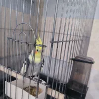 کوتوله زرد|پرنده|میناب, |دیوار