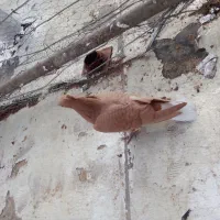 کبوتر زرد|حیوانات|سقز, |دیوار