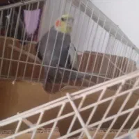 عروس هلندی نر
