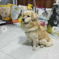 فروش سگ خونگی