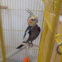 عروس هلندی|پرنده|قرچک, میرزائی جنوبی|دیوار