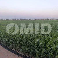 نهال پسته چهار ماهه