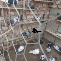 کبوتر تهرانی