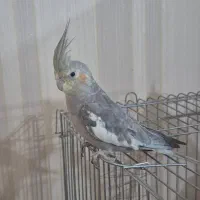 عروس هلندی لوتینو و گری