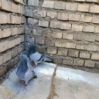 سلام یک جفت عراق|پرنده|اهواز, گلستان|دیوار