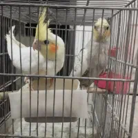 عروس هلندی جوجه عروس هلندی