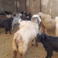 گوسفند زنده|حیوانات مزرعه|شیراز, کفترک|دیوار