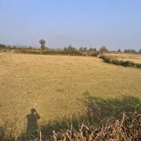 شالیزار|فروش زمین و ملک کلنگی|توتکابن, |دیوار