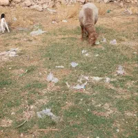 قوچ چینی باب گله
