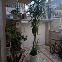 درختچه یوکا ارتفاع ۳ متر با گلدان