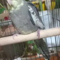 طوطی عروس جوجه